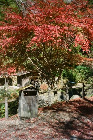 A photo of the autumn leaves on a tree next to the water wheel